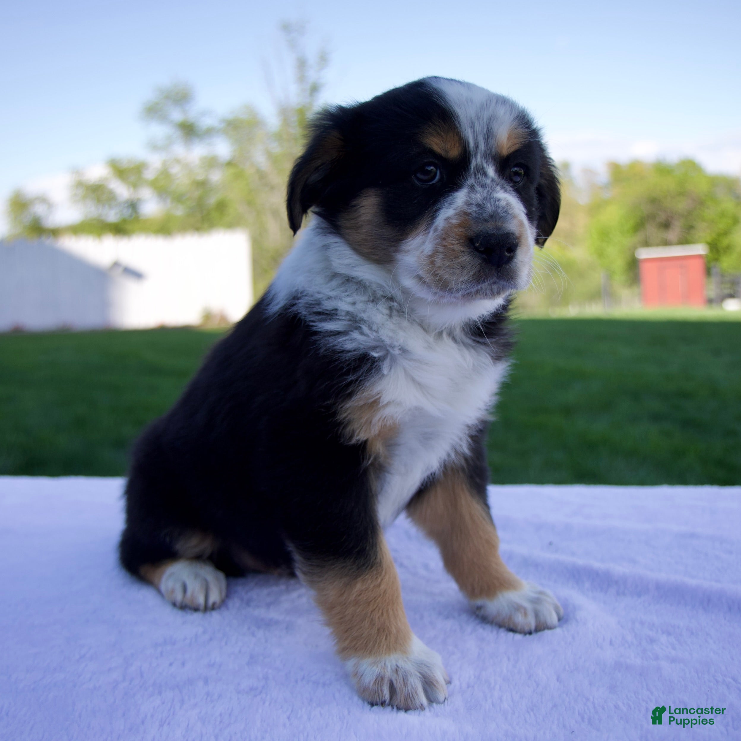 Australian Shepherd dogs Pepper - Ad 2