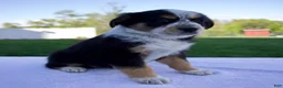 Australian Shepherd dogs for sale: Pepper - Ad 2