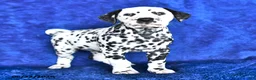 Dalmatian dogs for sale: Marshall - Ad 3