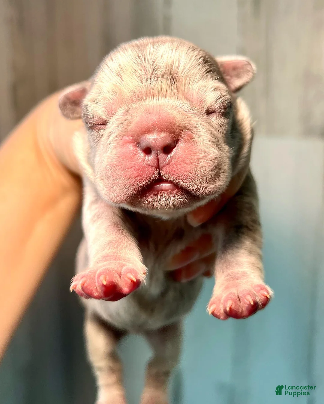 French Bulldog dogs for sale: Midnight Groove’s One In A Million-Merle - Ad 1