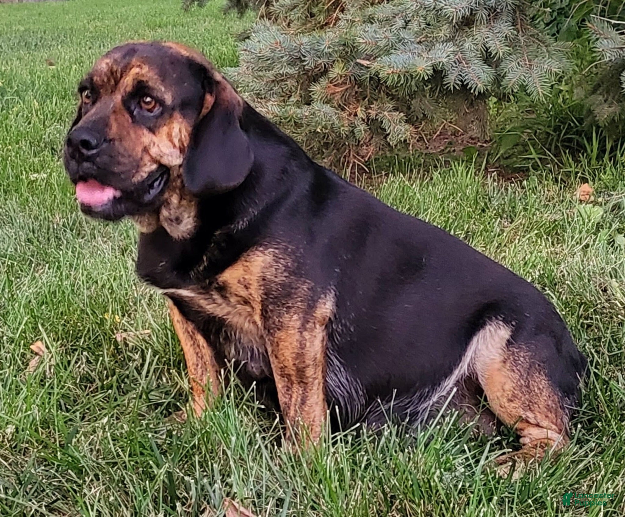 Beabull dogs Cally  - Ad 2