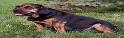 Beabull dogs for sale: Tiger  - Ad 2