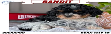 Bandit