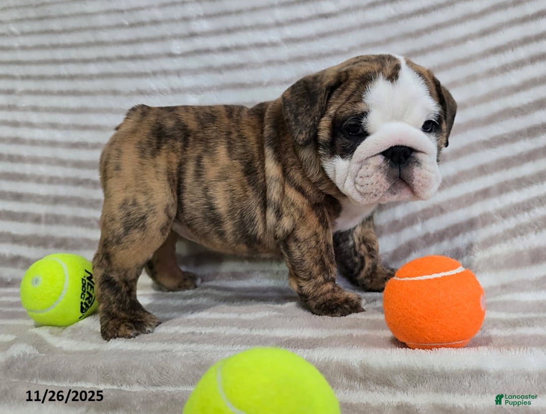English Bulldog dogs for sale: Lulu - Ad 3