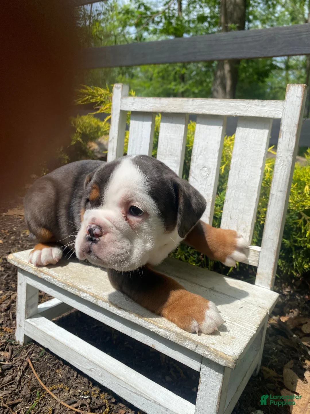 English Bulldog dogs for sale: Fiona - Ad 2