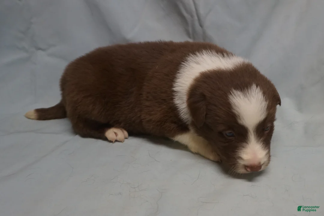 Border Collie dogs for sale: Ronan,  Puppy 4 - Ad 4