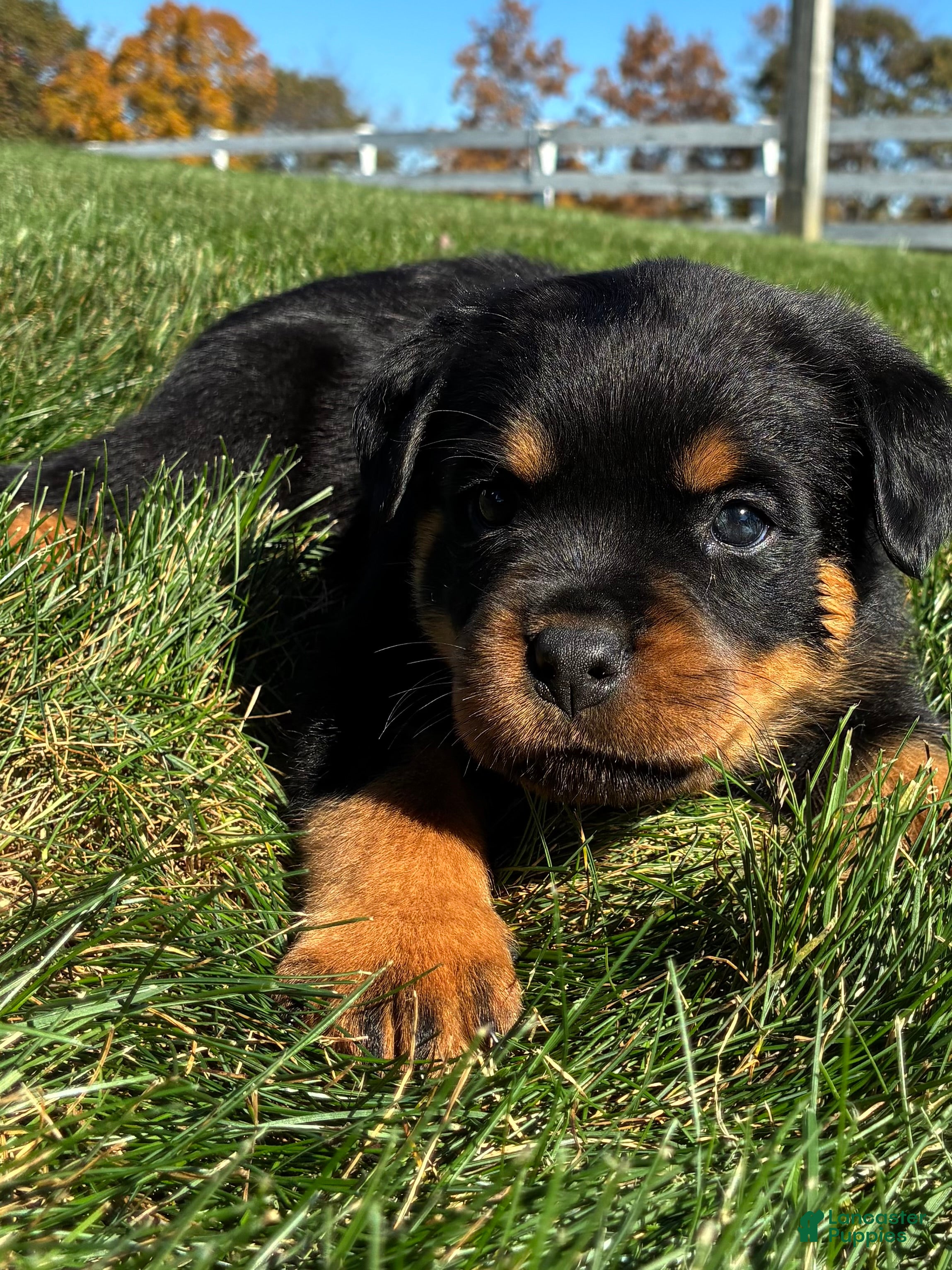 Rottweiler dogs for sale: River - Ad 1