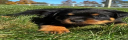 Rottweiler dogs for sale: River - Ad 1