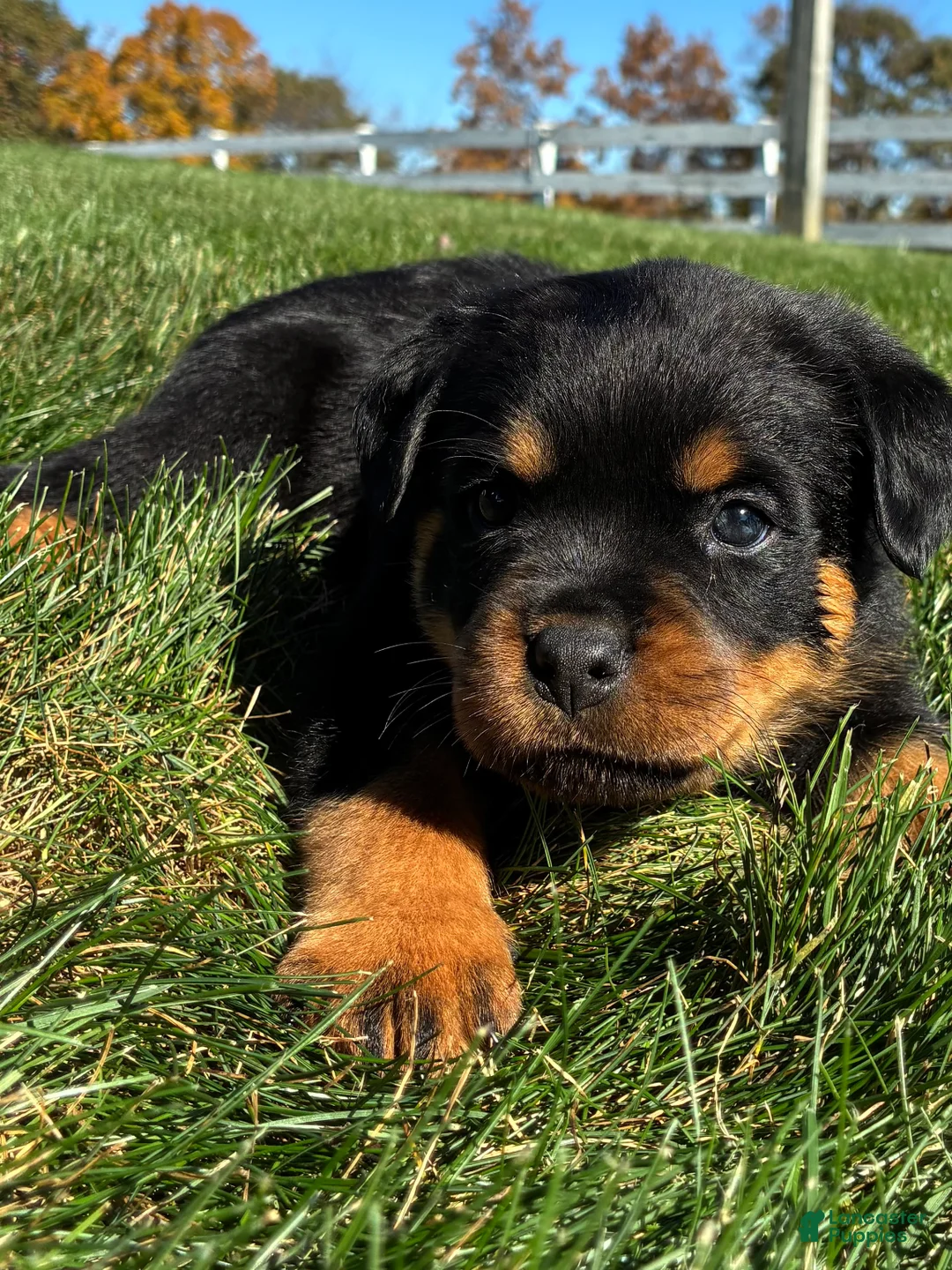 Rottweiler dogs for sale: River - Ad 1