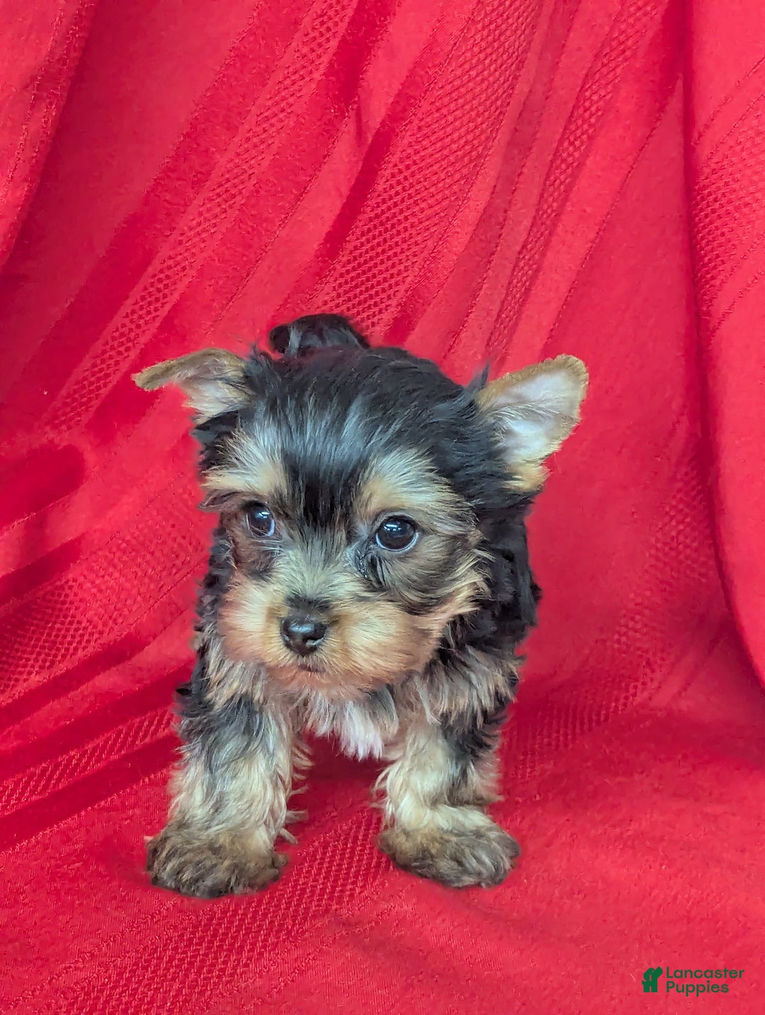 Yorkshire Terrier dogs for sale: Yorkshire Terrier Puppy 1 - Ad 1