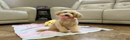 Maltipoo dogs for sale: Aurora - Ad 1