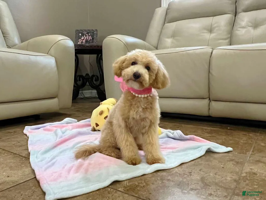 Maltipoo dogs for sale: Aurora - Ad 1