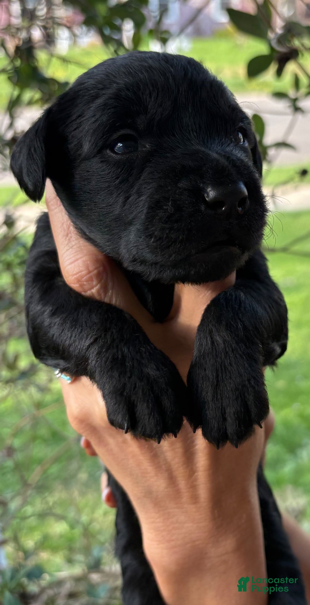 Mixed Breed dogs Golden Labradoodle Puppy 6 - Ad 29