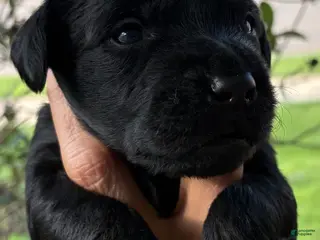 Mixed Breed dogs Golden Labradoodle Puppy 6 - Ad 29
