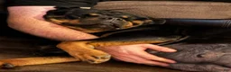 Rottweiler dogs for sale: Rottweiler 2 - Ad 32