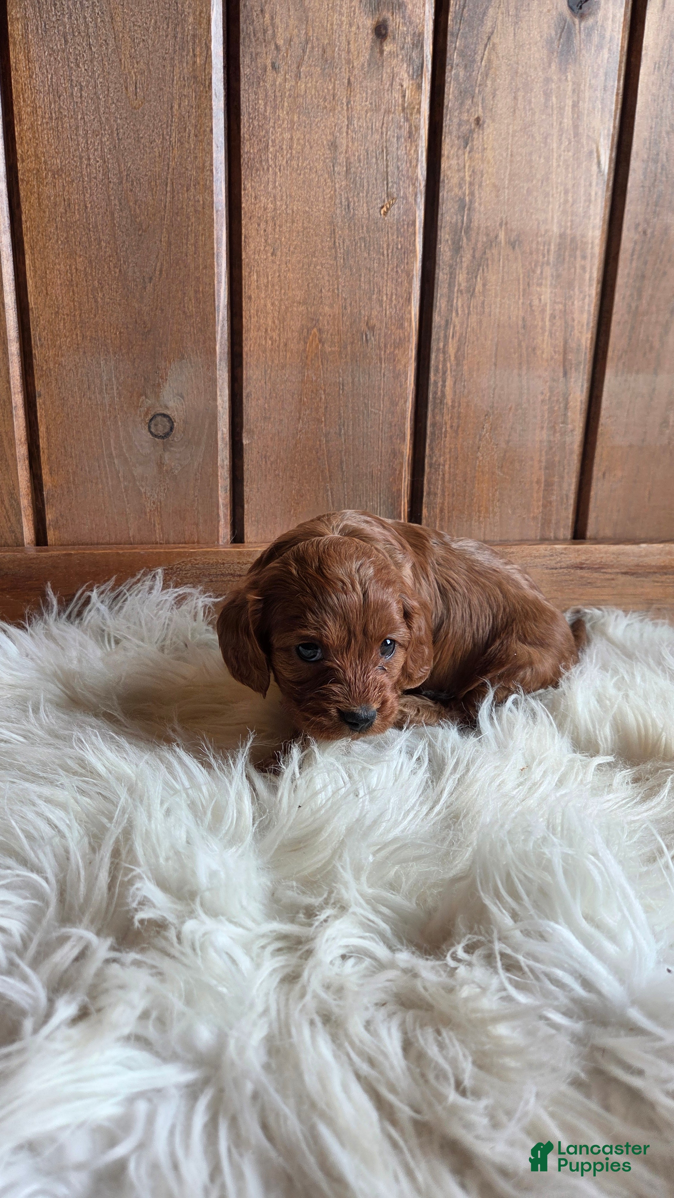 Cavapoo dogs Bella - Ad 12