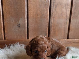Cavapoo dogs Bella - Ad 32