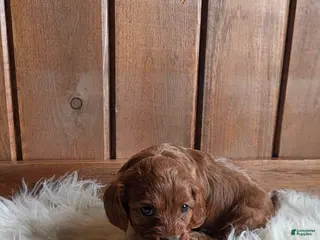 Cavapoo dogs Bella - Ad 42