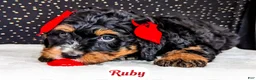 Bernedoodle dogs for sale: Ruby - Ad 4