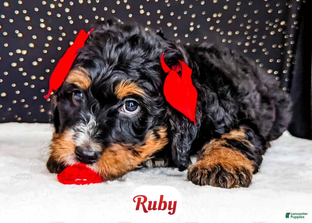 Bernedoodle dogs for sale: Ruby - Ad 4