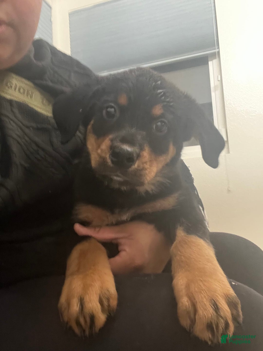 Lap Pups Rottweiler Lap Dog Rhett Mini Rottweiler Puppy For Sale