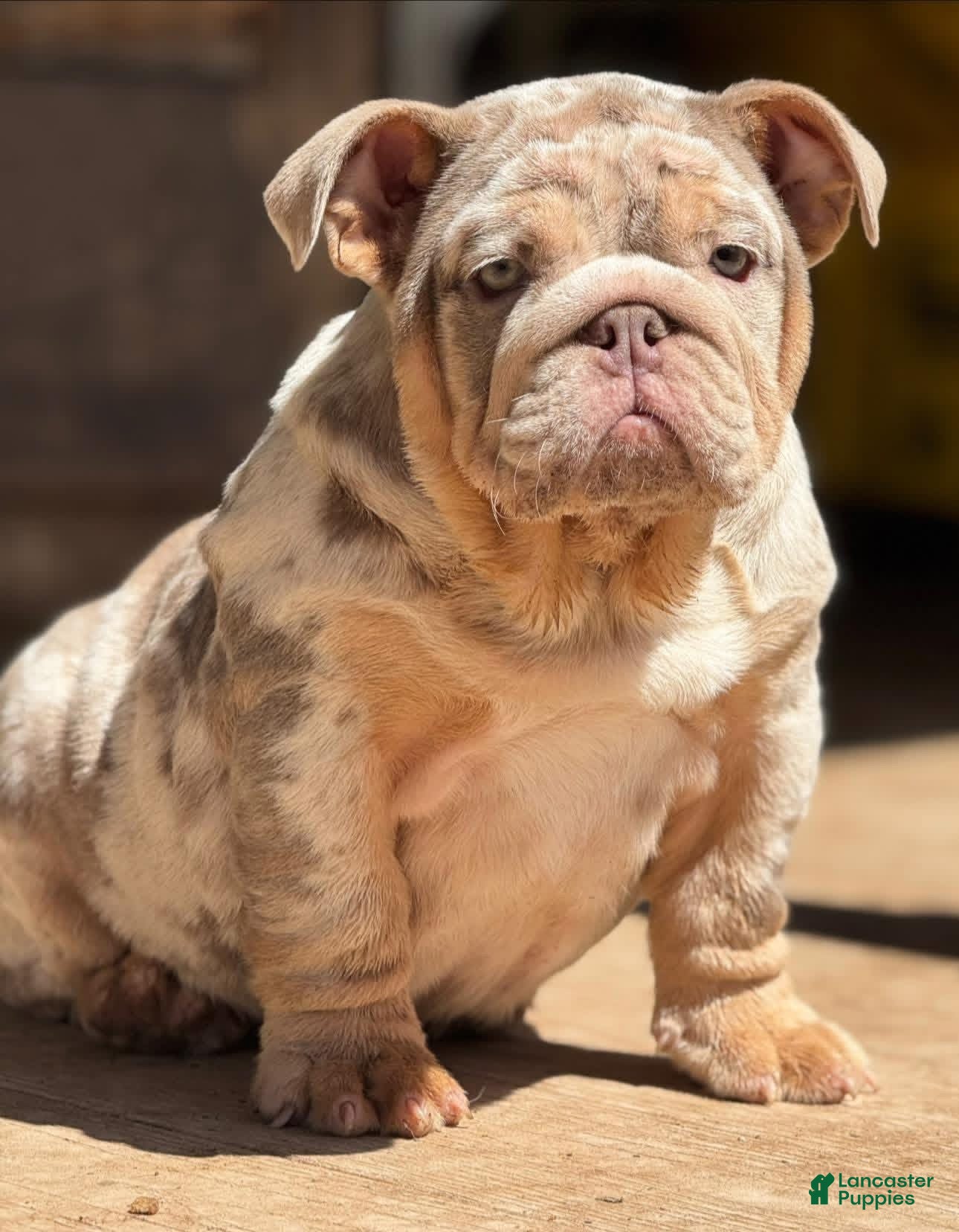 English Bulldog dogs Peach - Ad 2