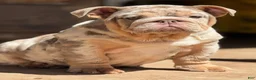 English Bulldog dogs for sale: Peach - Ad 2