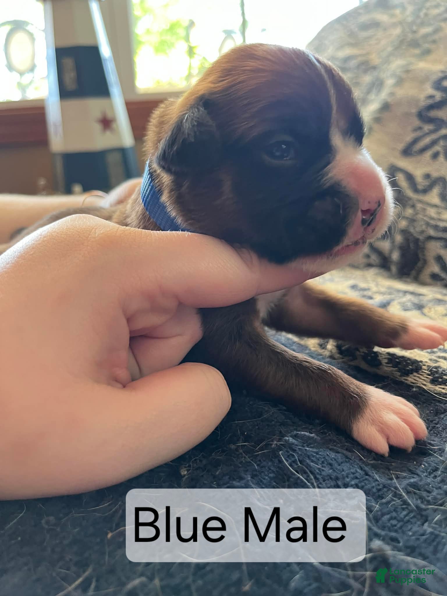Boxer dogs Blue Male - Ad 23