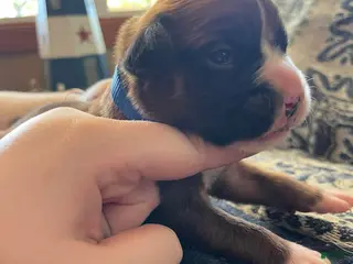 Boxer dogs Blue Male - Ad 23