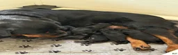 Rottweiler dogs for sale: Rottweiler Puppy 2 - Ad 1