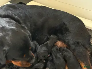 Rottweiler dogs for sale: Rottweiler Puppy 2 - Ad 1