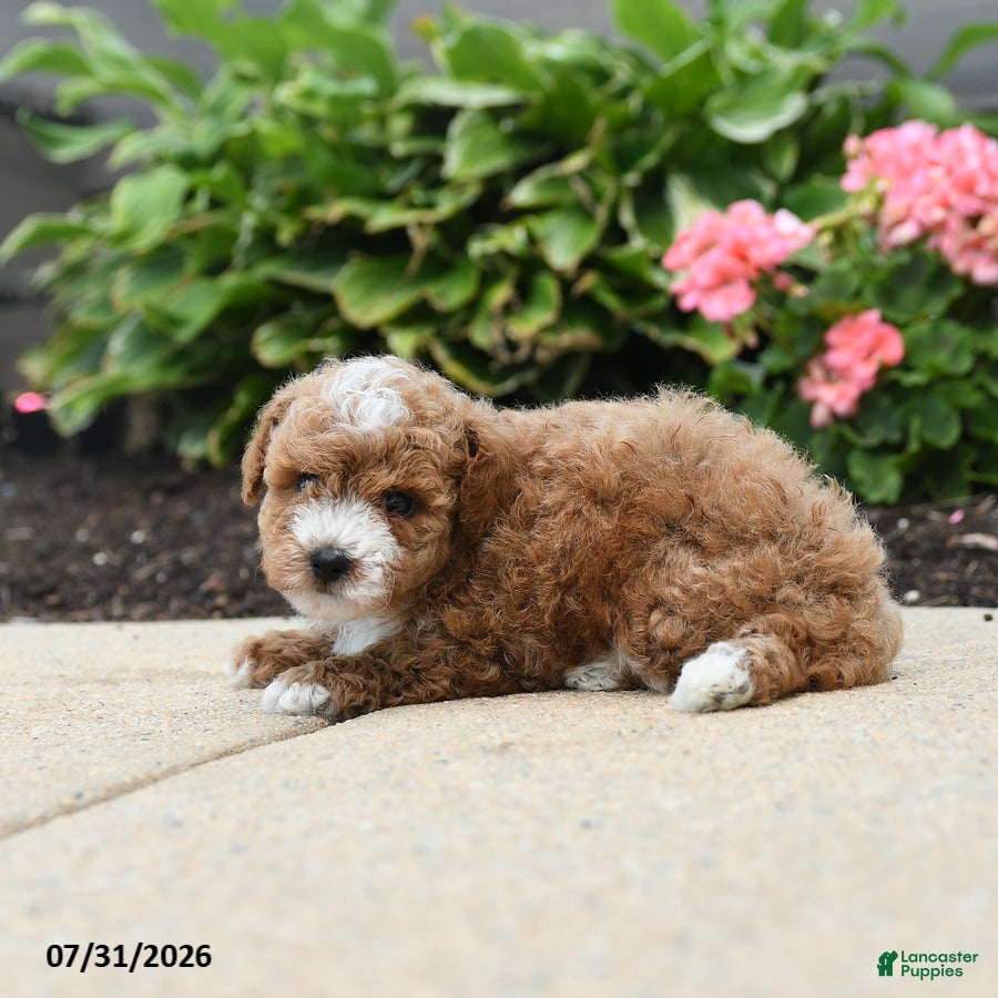 Toy Poodle dogs Calamity - Ad 2