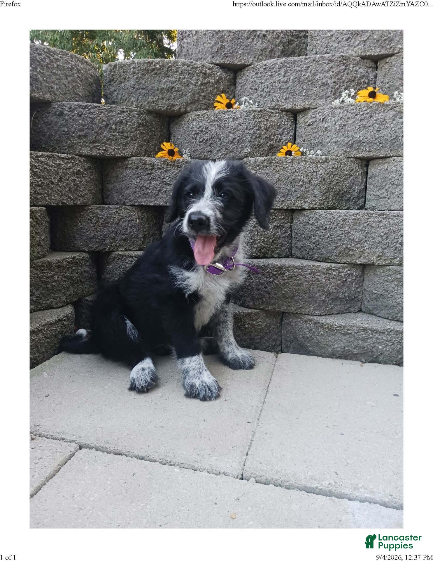 Mixed Breed dogs Millie - Ad 1