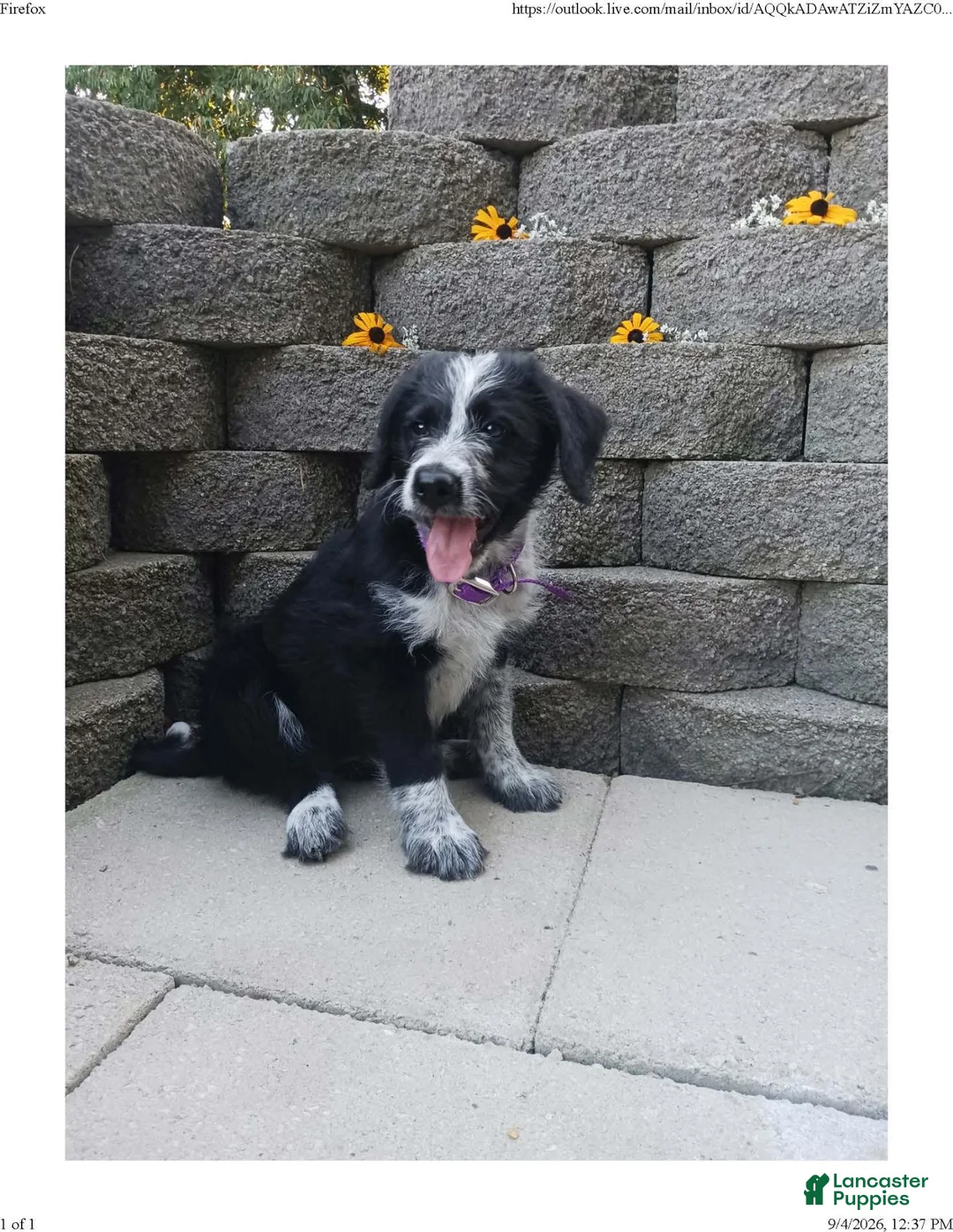 Mixed Breed dogs for sale: Millie - Ad 1