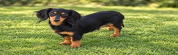 Miniature Dachshund dogs for sale: Ryan - Mini - Ad 3