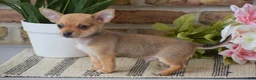 Chihuahua dogs for sale: Andre - Ad 4