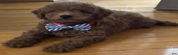 Mini Goldendoodle dogs for sale: Mini Goldendoodle 1 - Ad 3