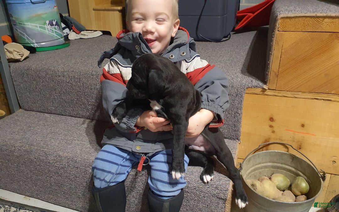 Boxer dogs for sale: Jip -AKC- - Ad 3