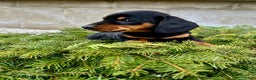 Miniature Dachshund dogs for sale: George - Ad 3