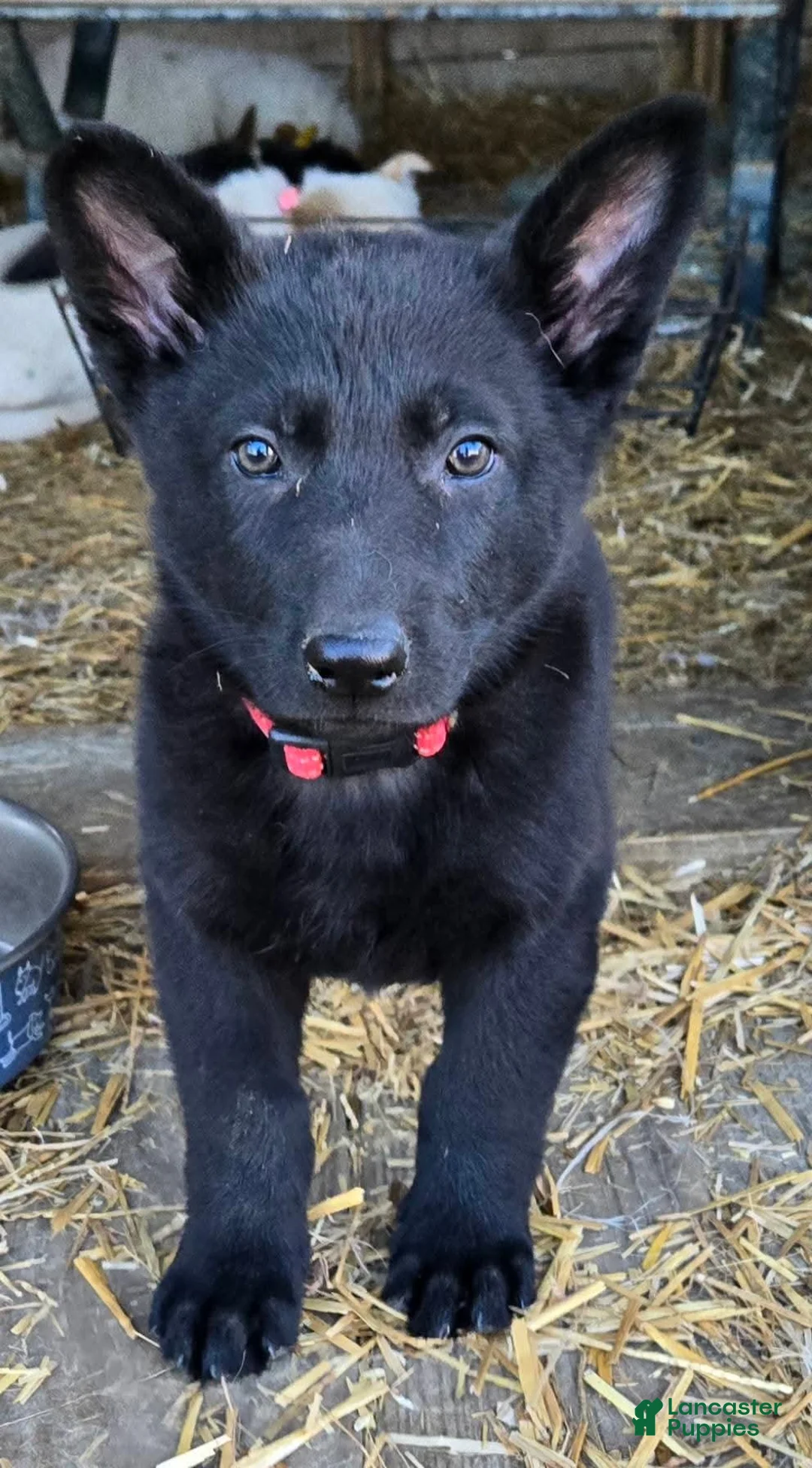 German Shepherd dogs for sale: German Shepherd Puppy 3 - Ad 1