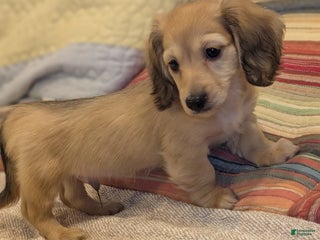 Miniature Dachshund dogs - Ad 1