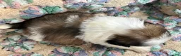 Shih Tzu dogs for sale: Shih Tzu 2 - Ad 2