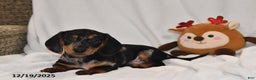 Miniature Dachshund dogs for sale: Vixen - Ad 2