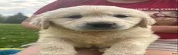 Golden Retriever dogs for sale: Golden Retriever 1 - Ad 5
