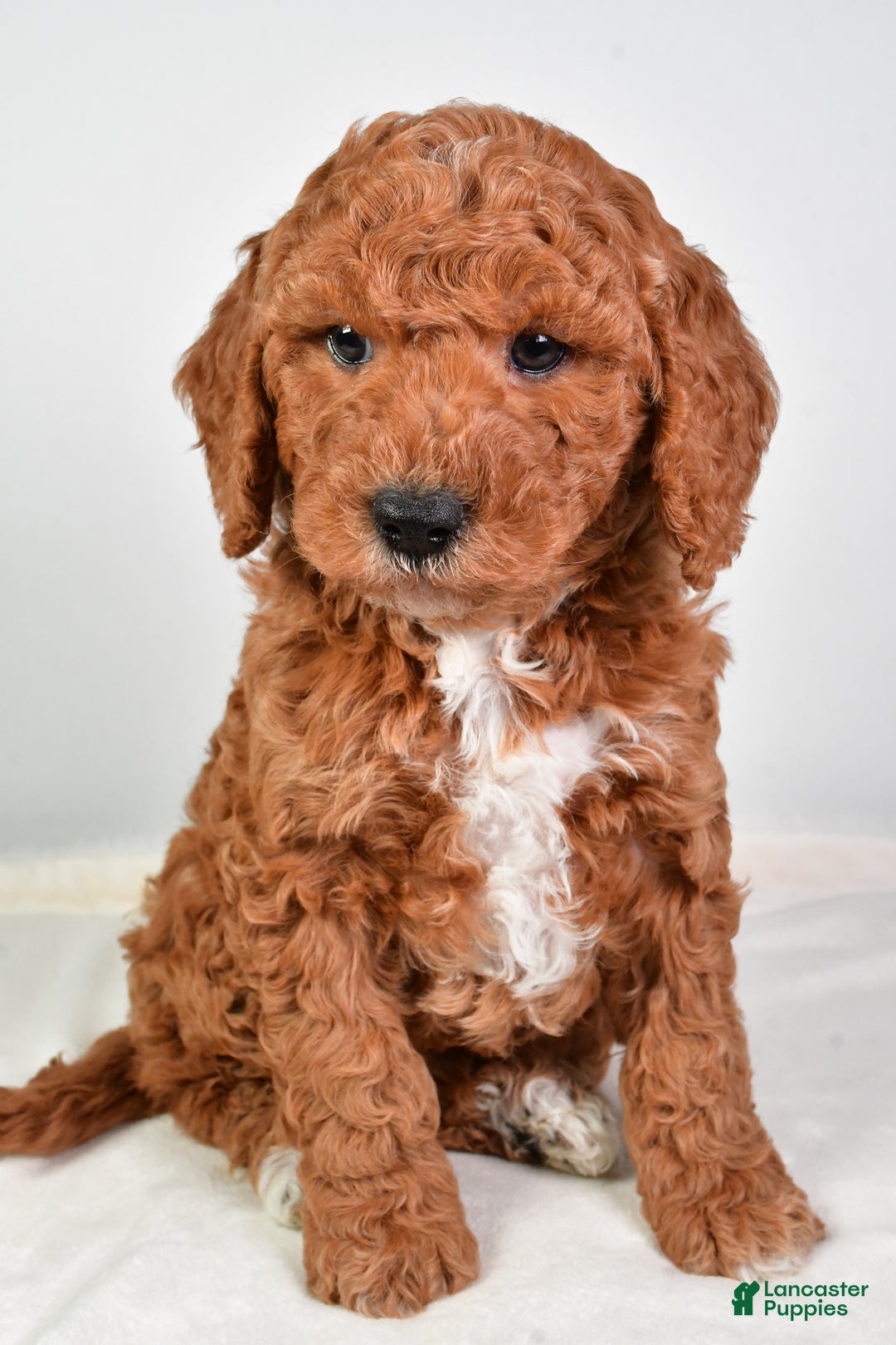 Mini Goldendoodle dogs for sale: Scott - Ad 2