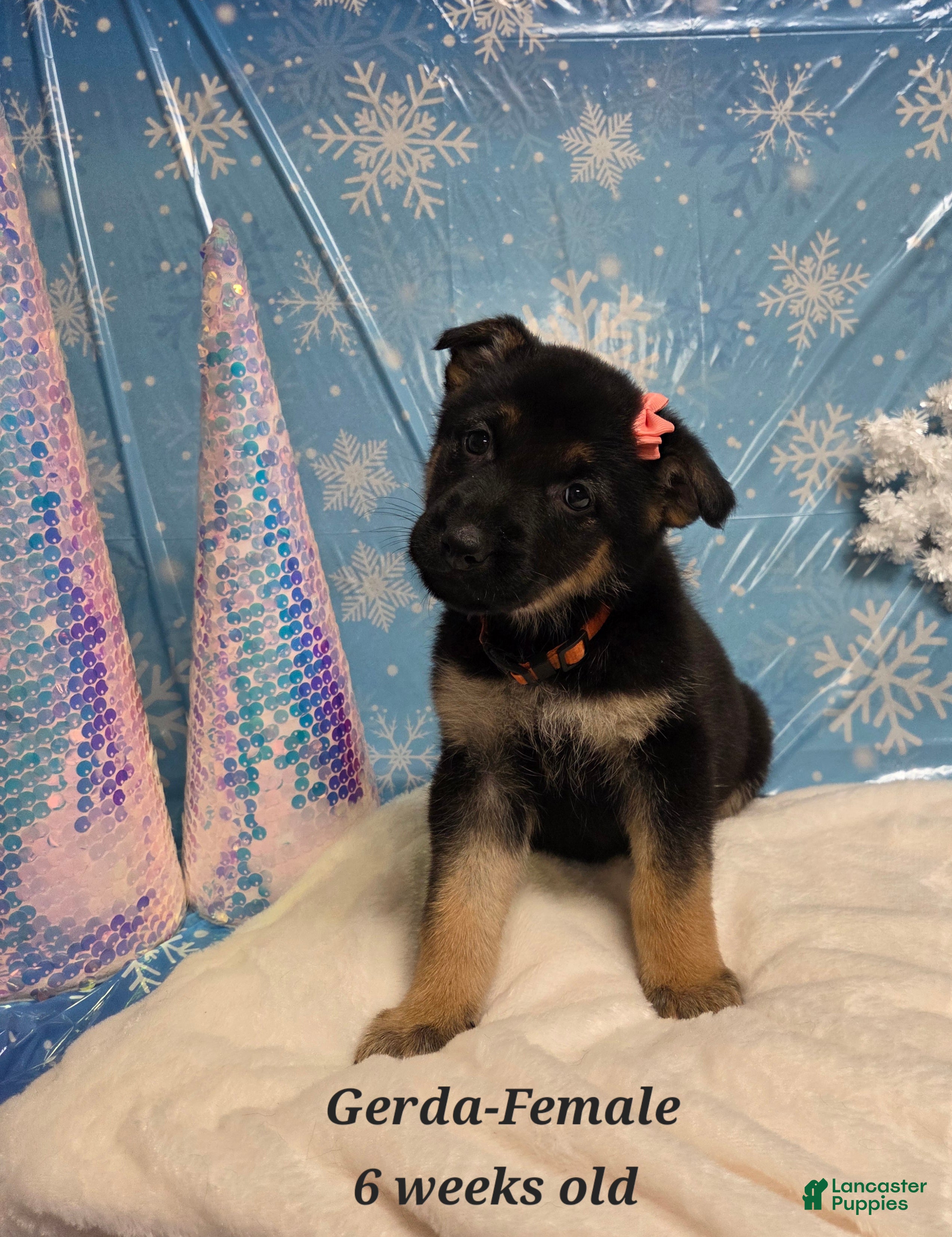 German Shepherd dogs Gerda  - Ad 2