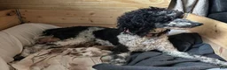 Mini Goldendoodle dogs for sale: Mini Goldendoodle Male 1 - Ad 7