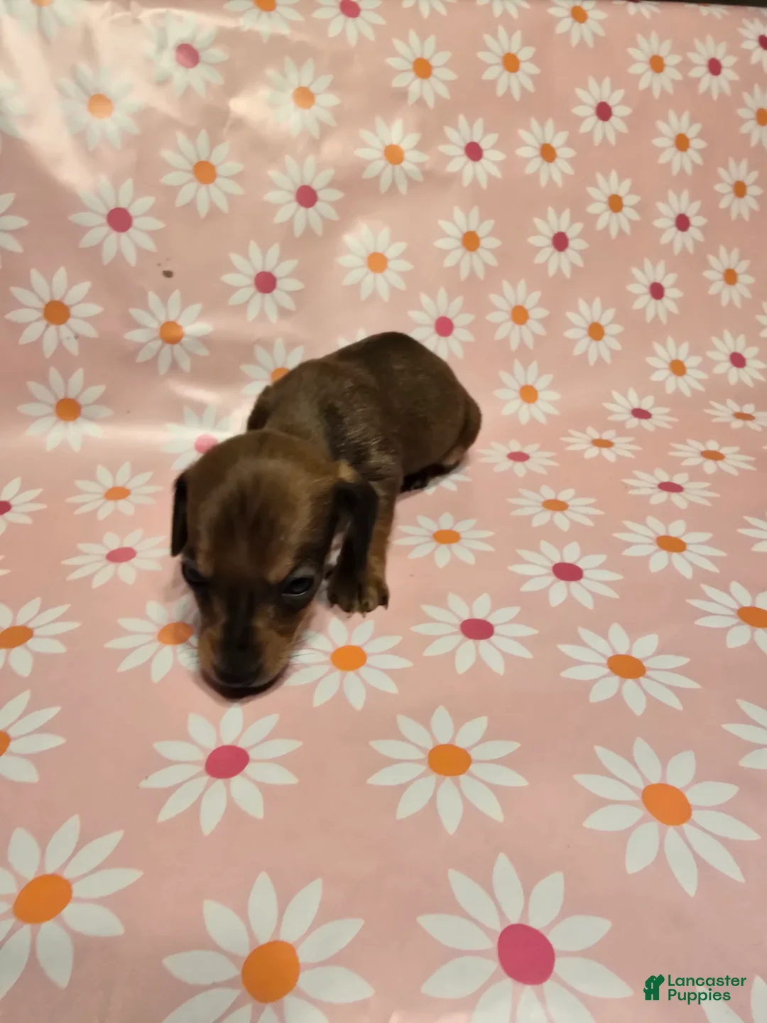 Miniature Dachshund dogs for sale: Muffin - Ad 6