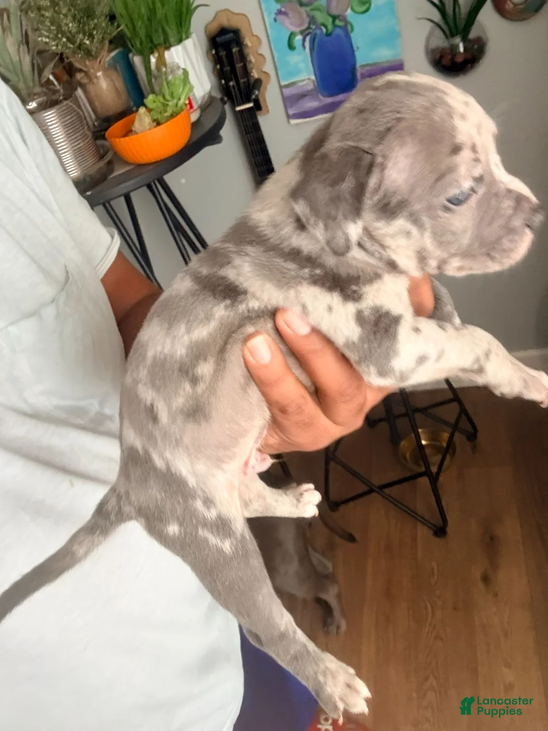American Bully dogs for sale: "50 CENT" BLUE MERLE - Ad 2