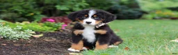 Bernese Mountain Dog dogs for sale: Denali - Ad 3